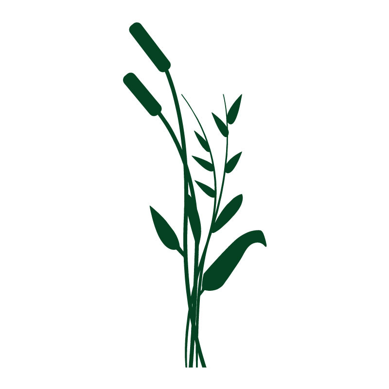 Sticker vinyle adhésif Roseaux