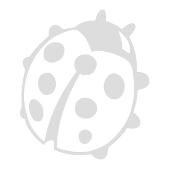 Décoration vitres coccinelle